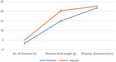 Study the effect of Enterobacter cloacae on the gene expression, productivity, and quality traits of Curcuma longa L. Plant